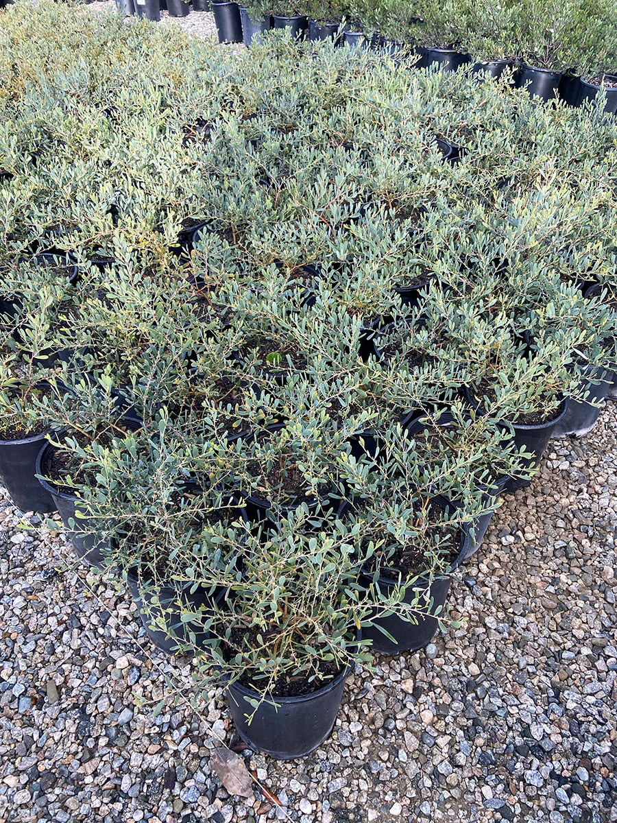 Desert Carpet Acacia - Acacia redolens 'Low Boy'