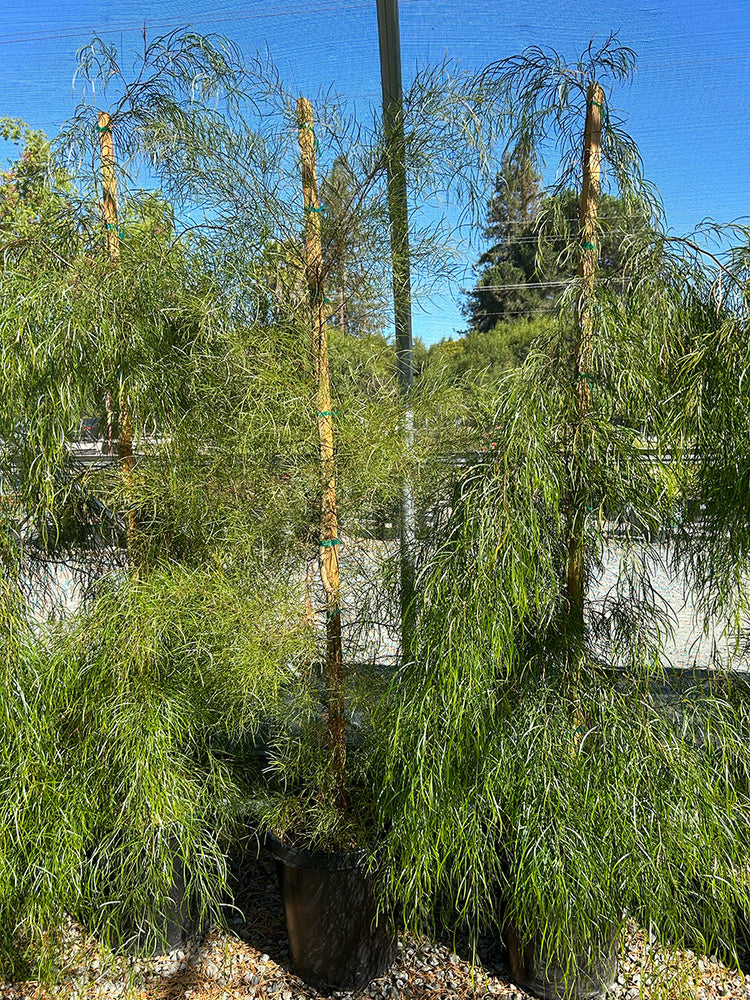 Bower Wattle - Acacia cognata