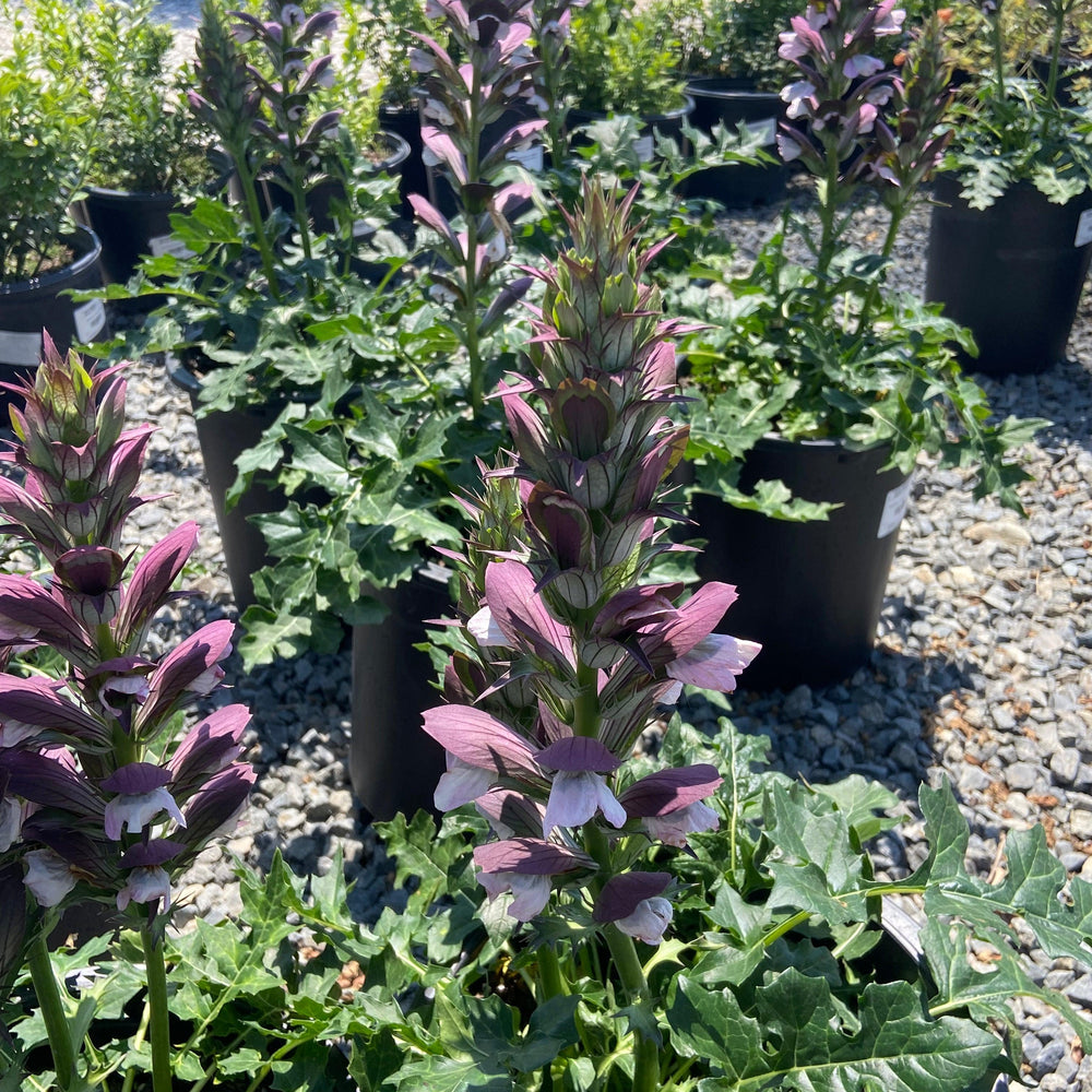 Morning Candle Bear's Breech - Acanthus mollis Morning Candle - Pulled Nursery