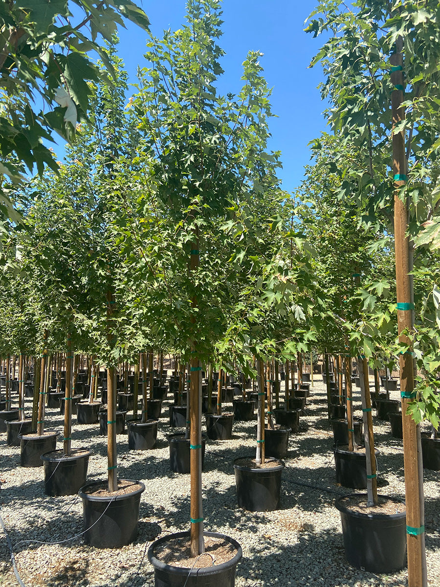 Armstrong Gold Maple - Acer rubrum Armstrong Gold®