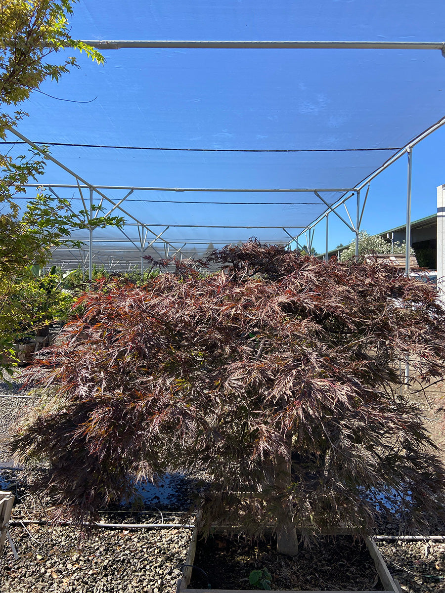 Shaina Japanese Maple - Acer palmatum 'Shaina'