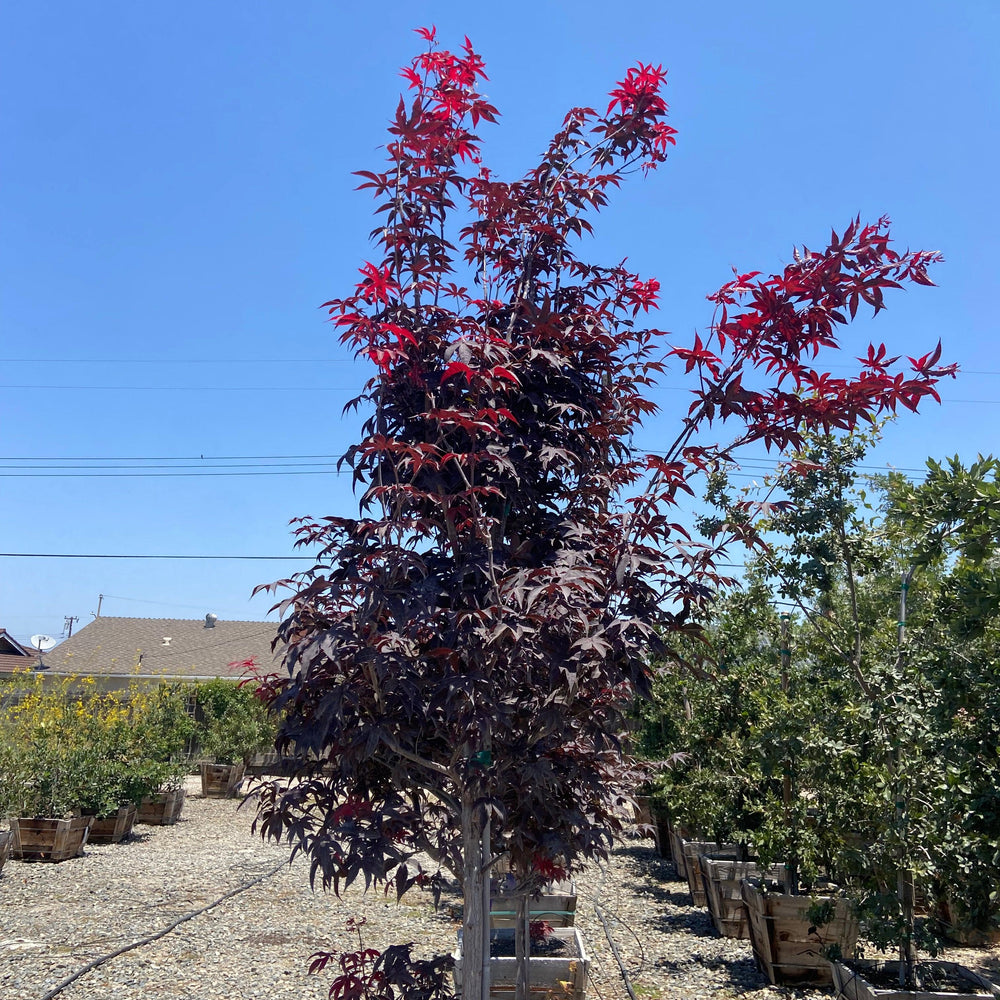 Emperor One Japanese Maple - Acer palmatum 'Emperor One - Pulled Nursery