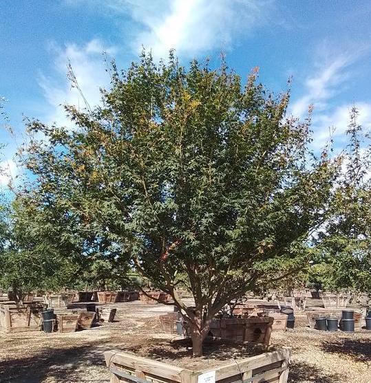 
                      
                        Japanese Maple (Acer Palmatum) - Pulled Nursery
                      
                    