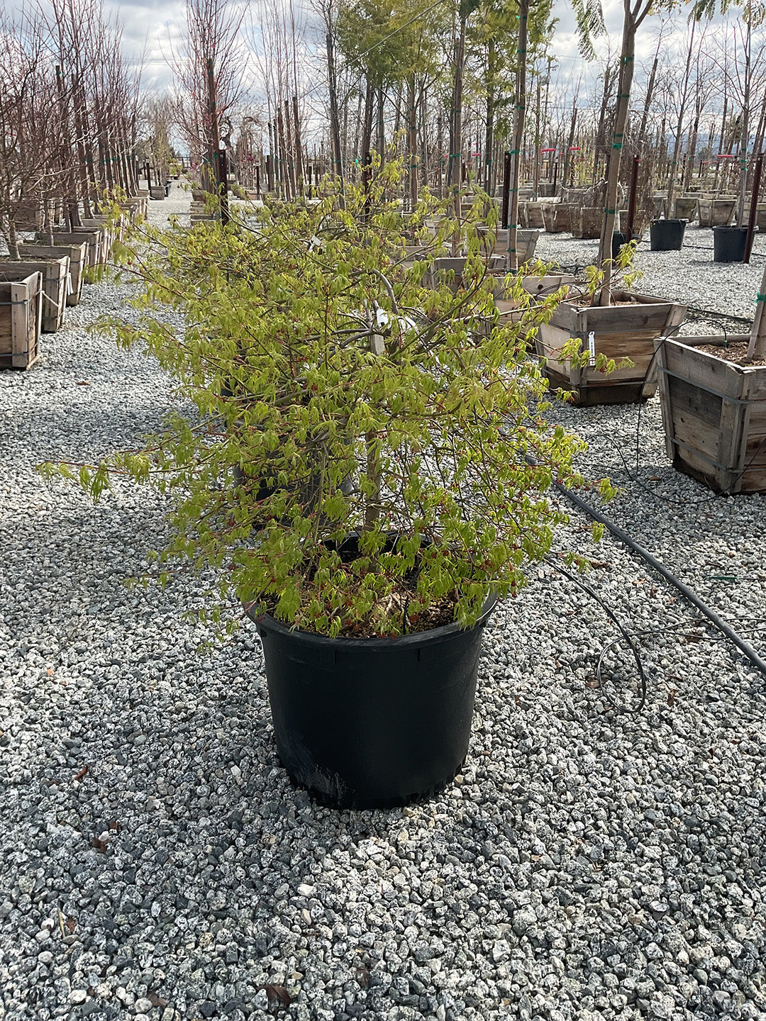 Viridis Japanese Maple (Acer palmatum var. dissectum 'Viridis