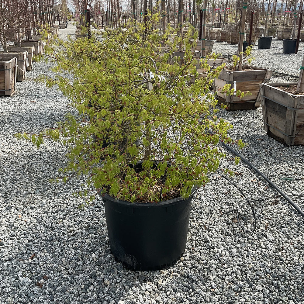 Laceleaf Japanese Maple - Acer Palmatum Dissectum Viridis