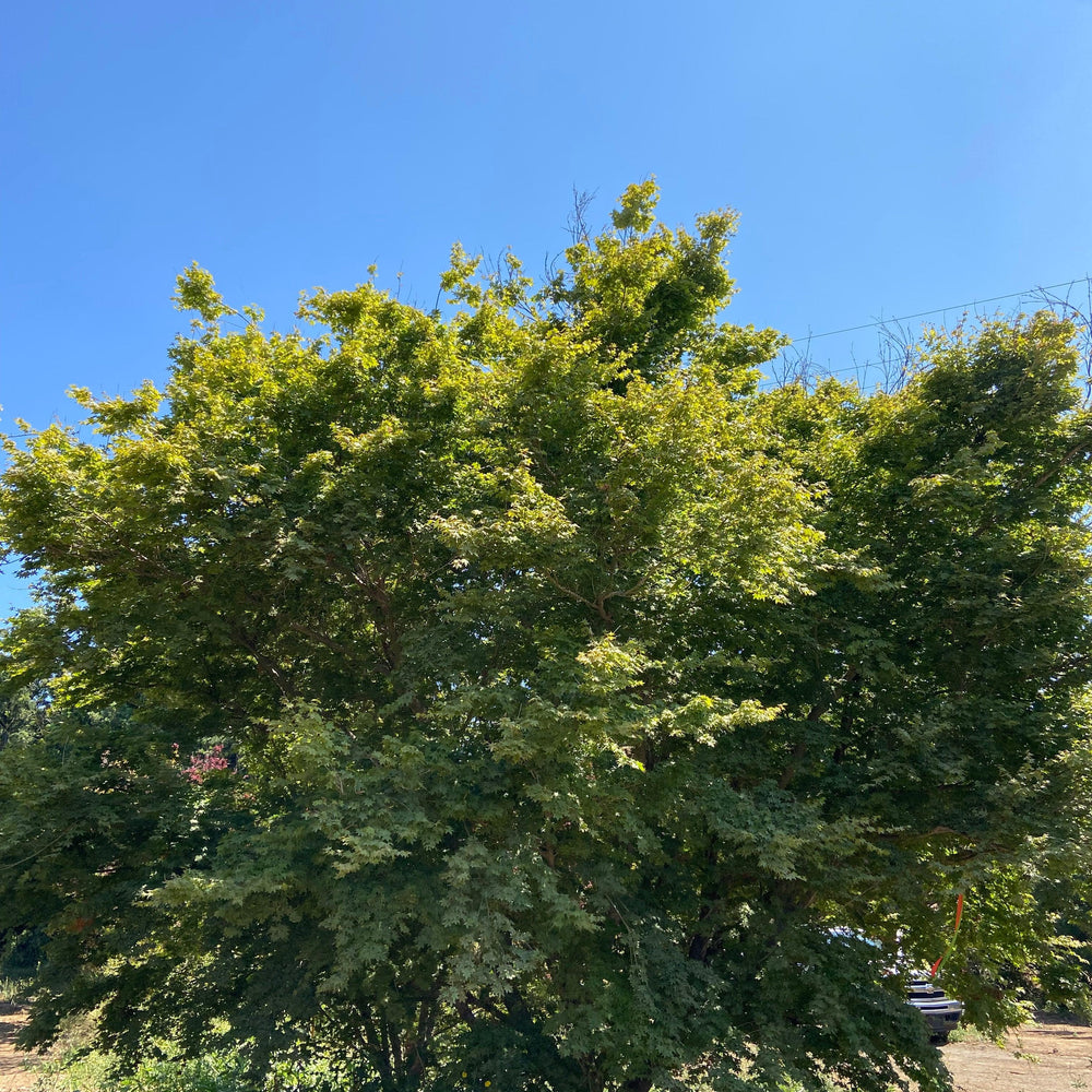 
                      
                        Coral Bark Japanese Maple (Acer Palmatum Sango Kaku) - Pulled Nursery
                      
                    