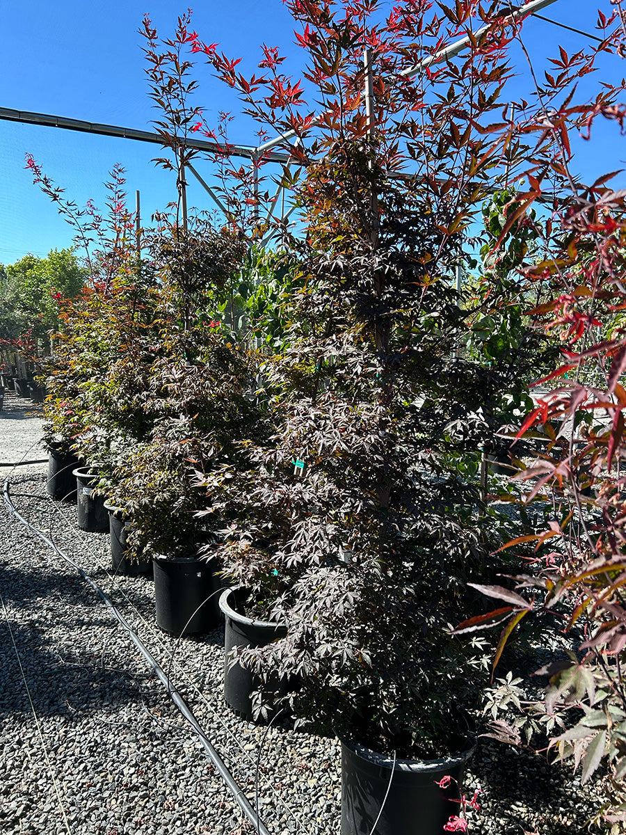 Red Japanese Maple - Acer palmatum 'Atropurpureum'