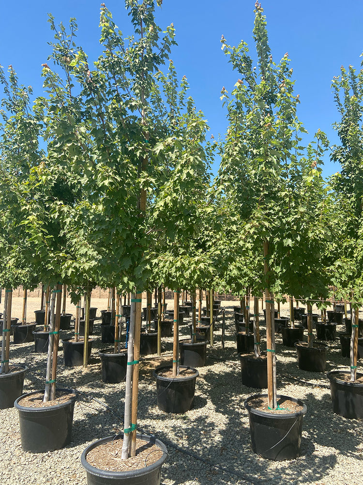 Autumn Flame Maple - Acer rubrum 'Autumn Flame'