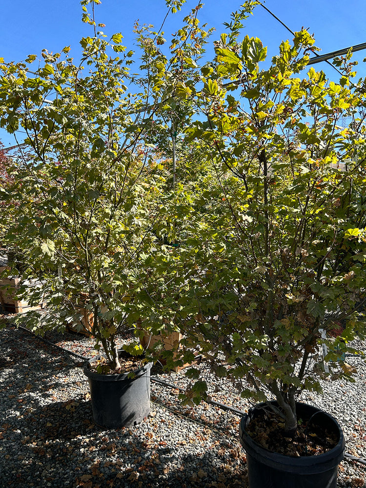 Pacific Fire Vine Maple - Acer circinatum 'Pacific Fire'