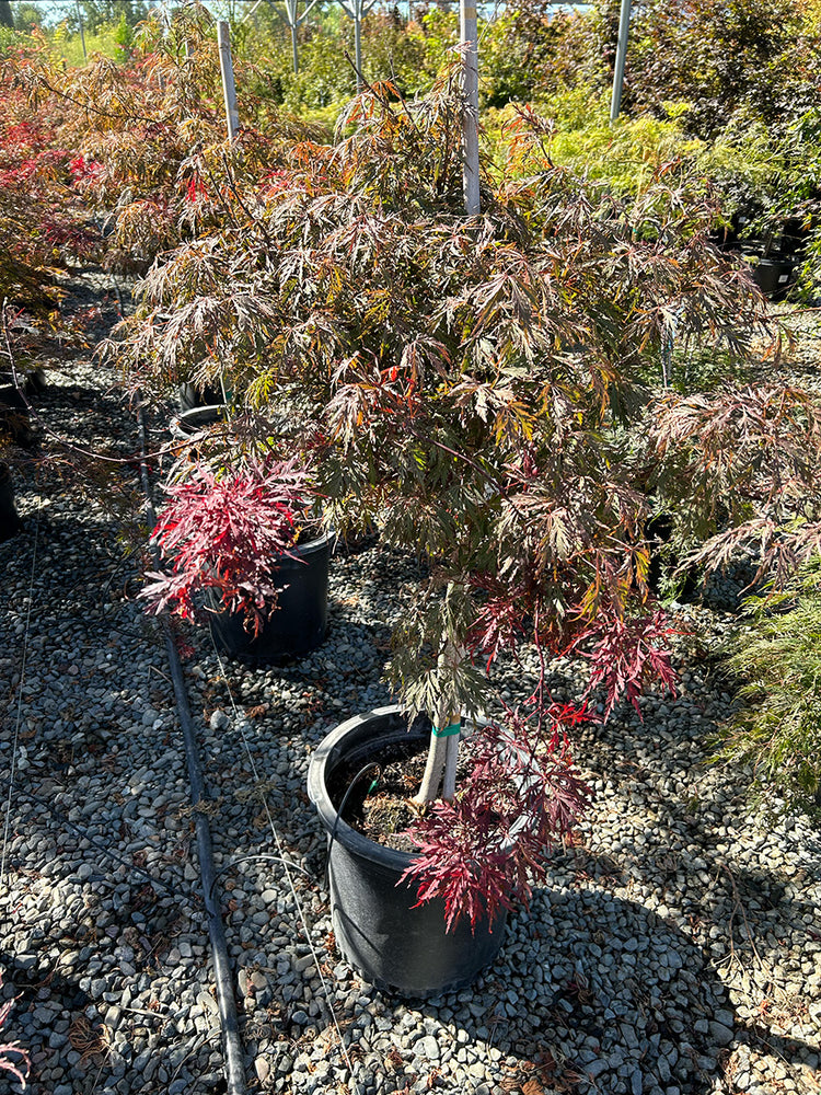 Inaba Shidare Japanese Maple - Acer palmatum dissectum 'Inaba Shidare'