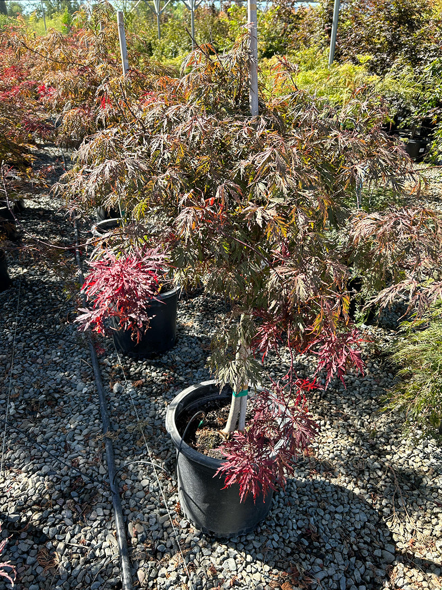 Inaba Shidare Japanese Maple - Acer palmatum dissectum 'Inaba Shidare'