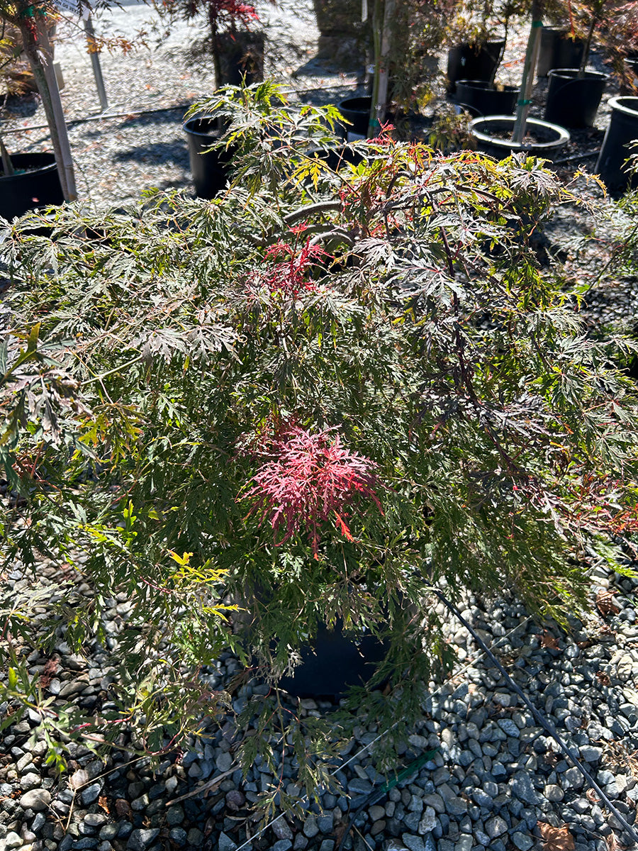 Orangeola Japanese Maple - Acer palmatum dissectum 'Orangeola'