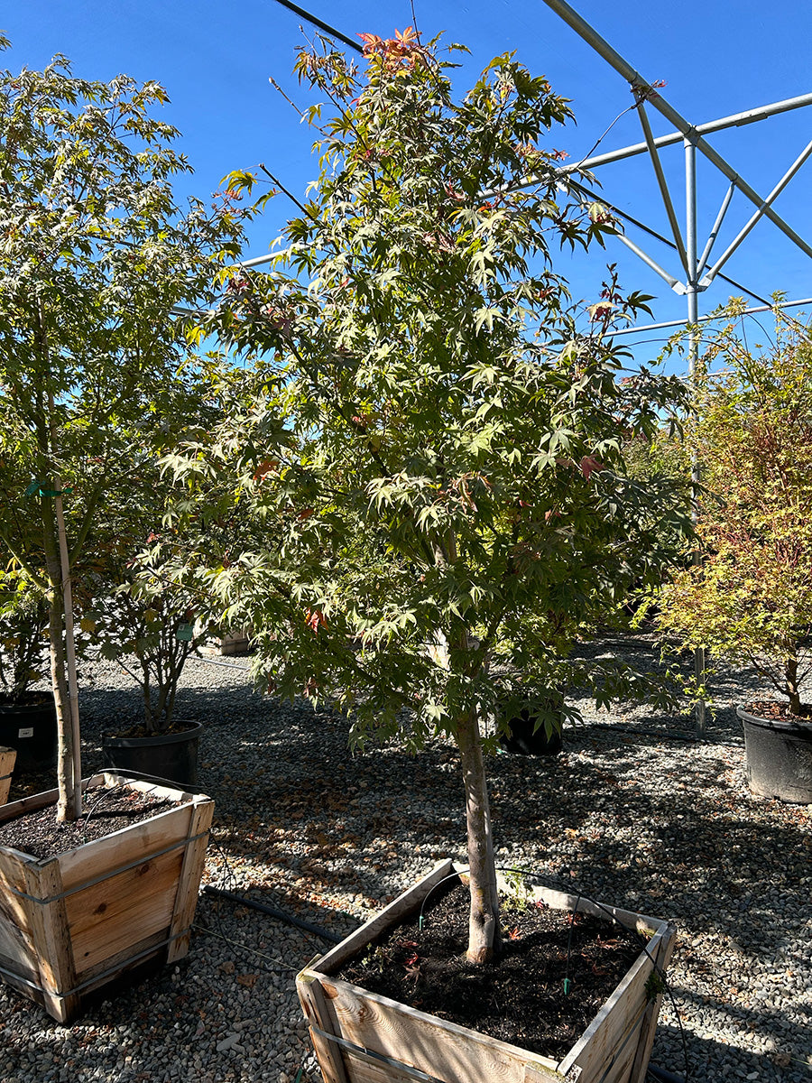 Osakazuki Japanese Maple - Acer palmatum 'Osakazuki'