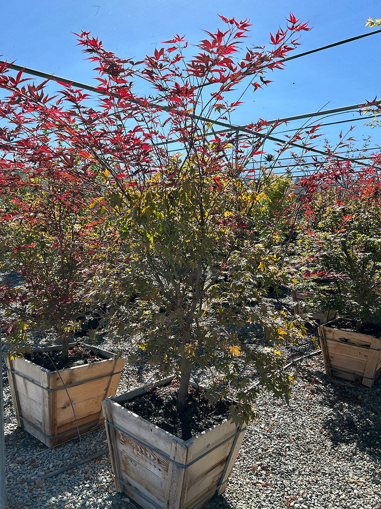 Oshio Beni Japanese Maple - Acer palmatum 'Oshio Beni'