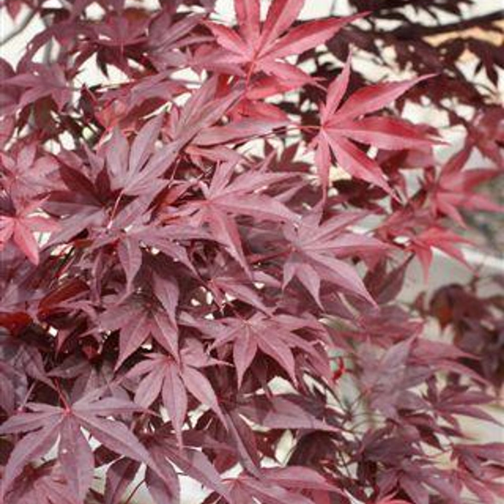 Fireglow Japanese Maple - Acer palmatum 'Fireglow'