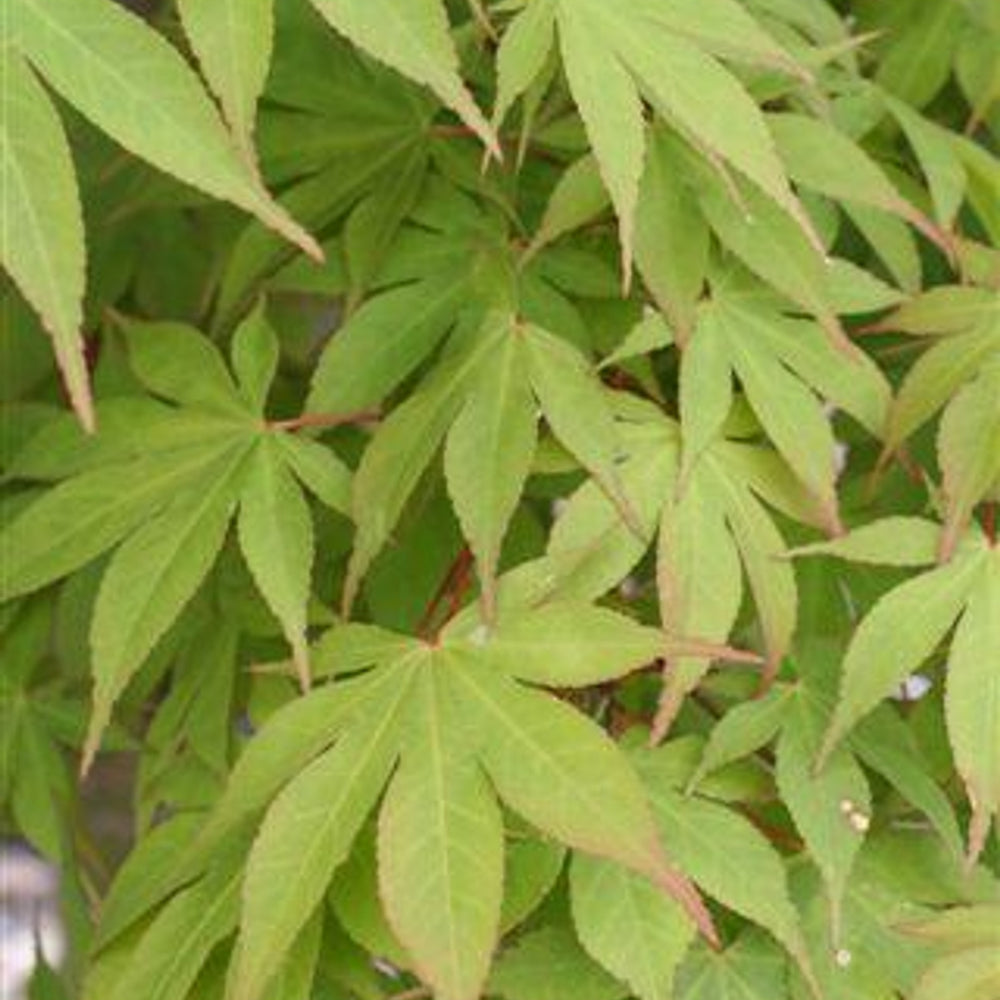 Tobiosho Japanese Maple - Acer palmatum 'Tobiosho'