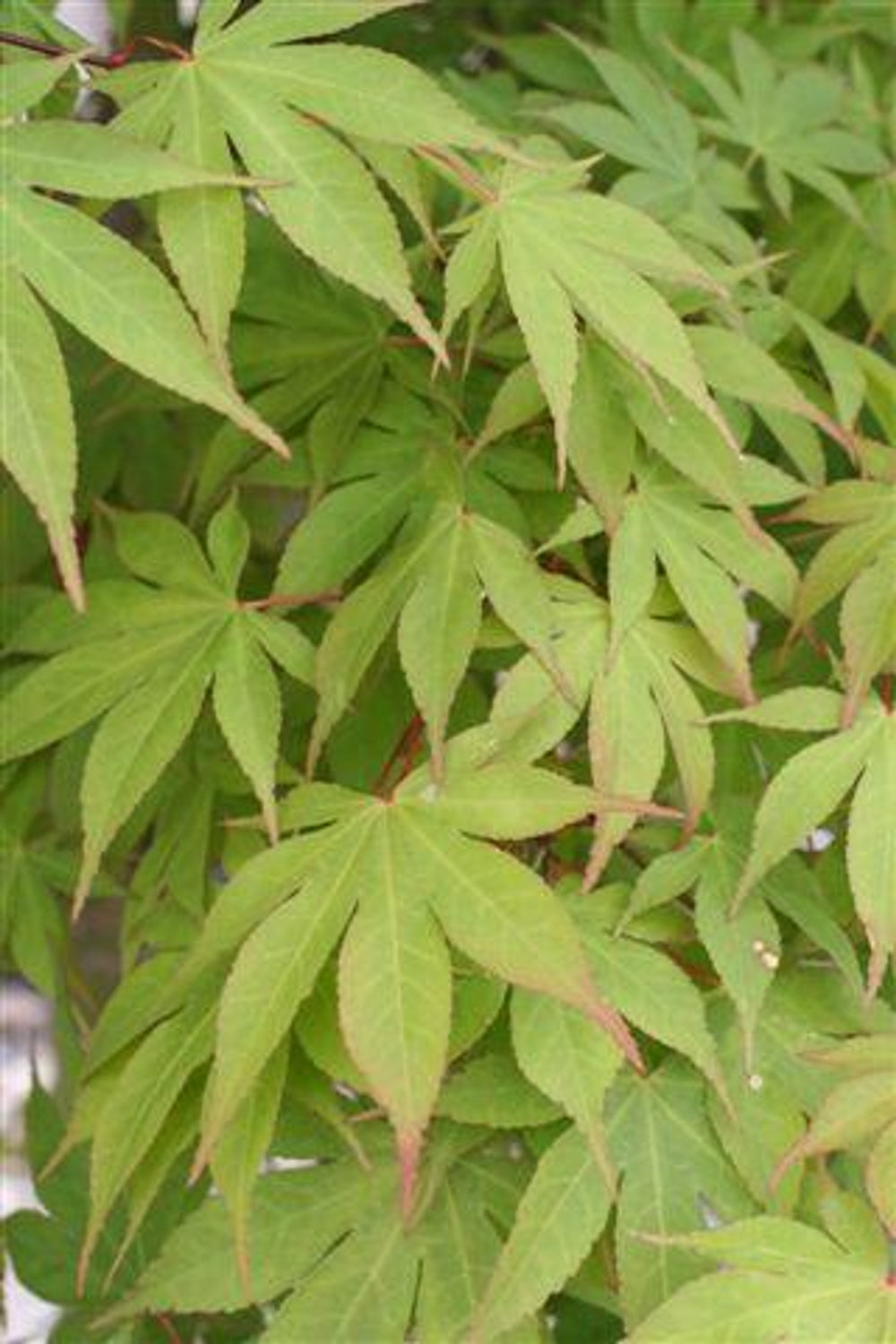 Tobiosho Japanese Maple - Acer palmatum 'Tobiosho'