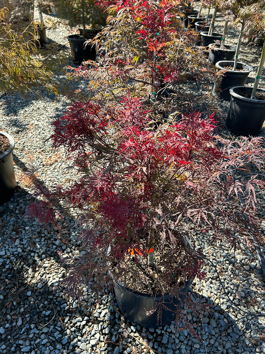 Red Dragon Japanese Maple - Acer palmatum dissectum 'Red Dragon'
