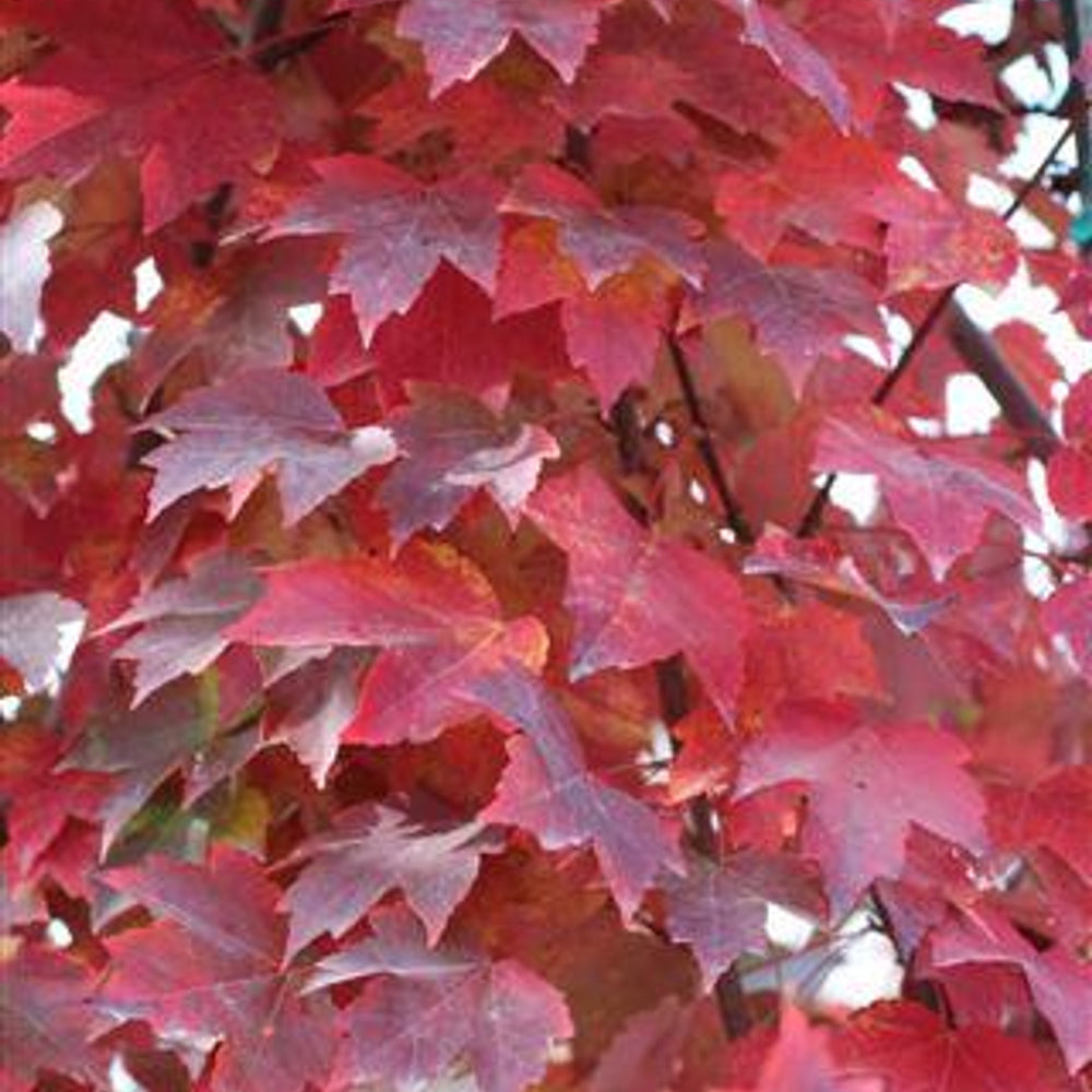 Brandywine Maple - Acer rubrum 'Brandywine'