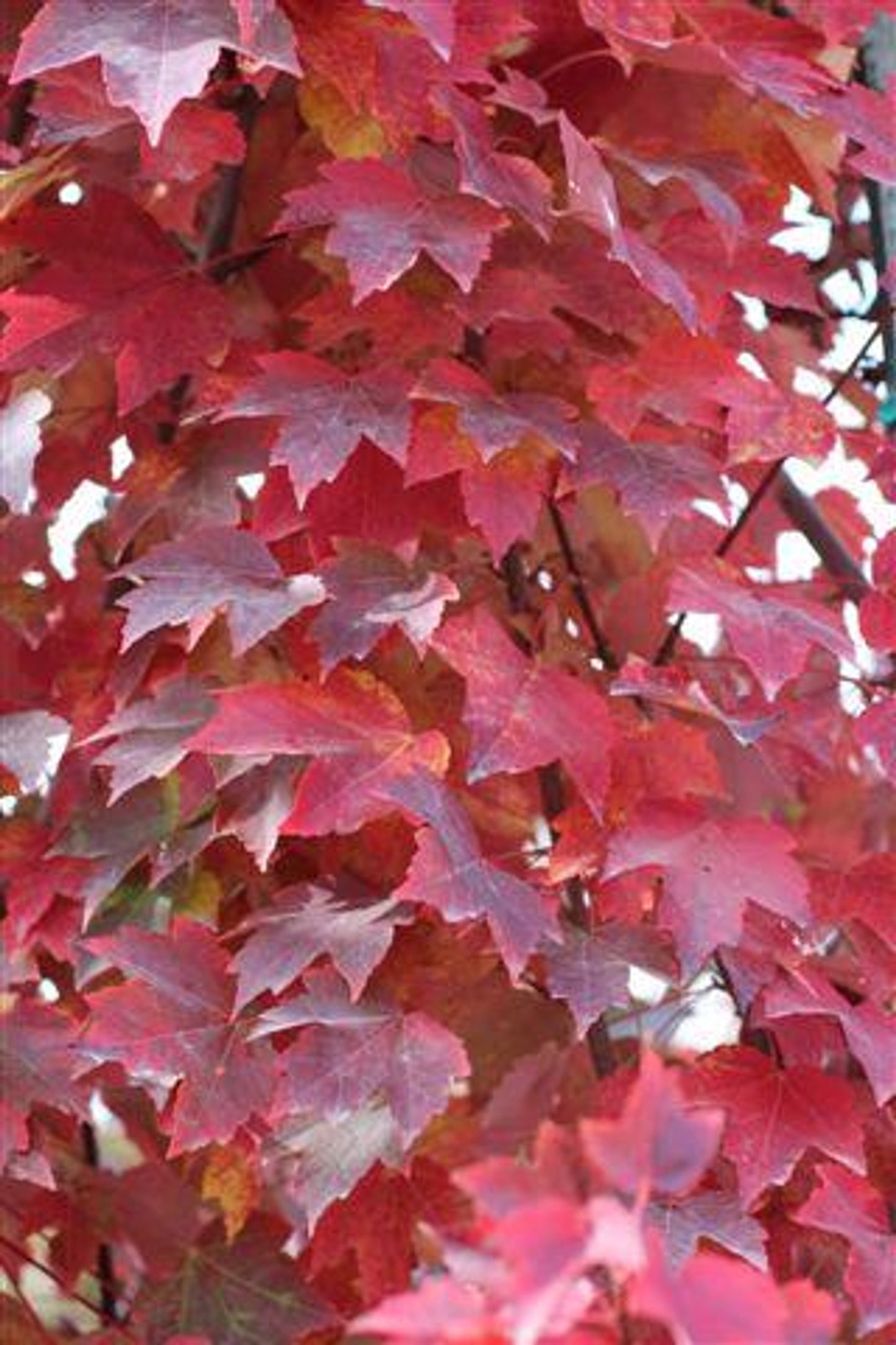 Brandywine Maple - Acer rubrum 'Brandywine'