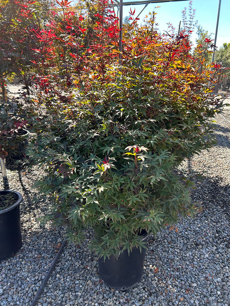Twombly's Red Sentinel Japanese Maple - Acer palmatum 'Twombly's Red Sentinel'