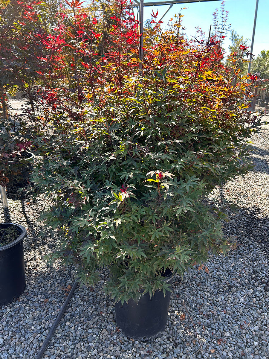 Twombly's Red Sentinel Japanese Maple - Acer palmatum 'Twombly's Red Sentinel'