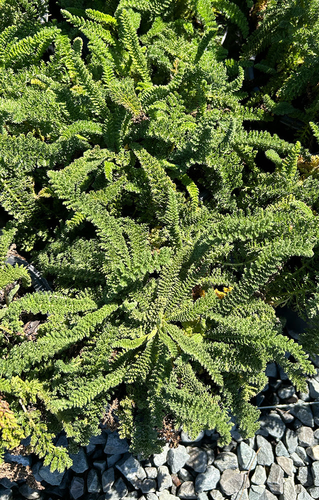 Achillea 'Credo' (Light Yellow)