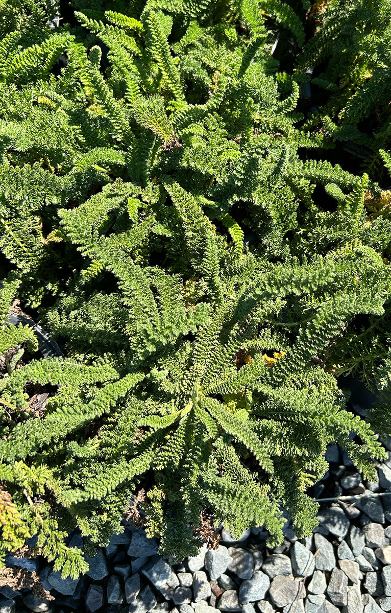 Achillea filipendulina 'Coronation Gold'