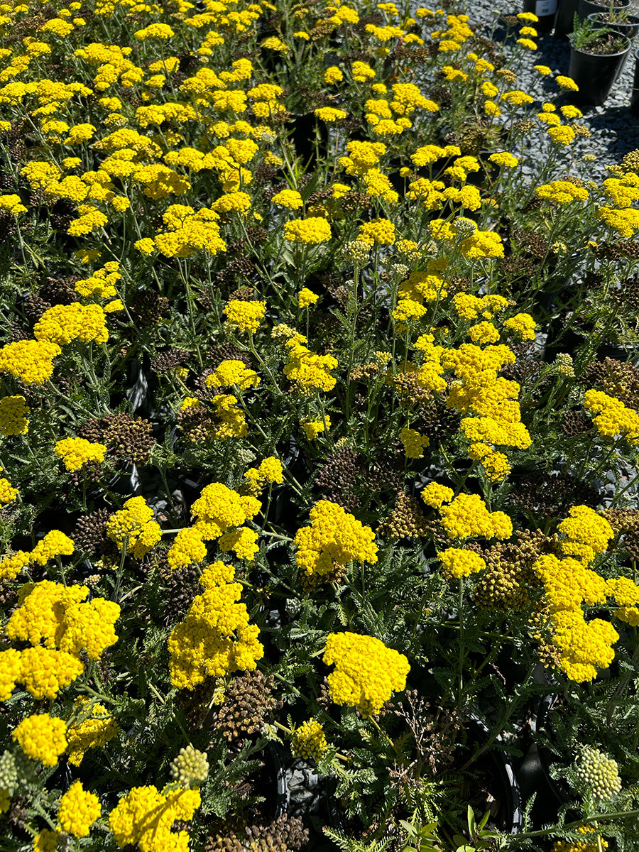 Little Moonshine Yarrow - Achillea millefolium Little Moonshine (Yellow)