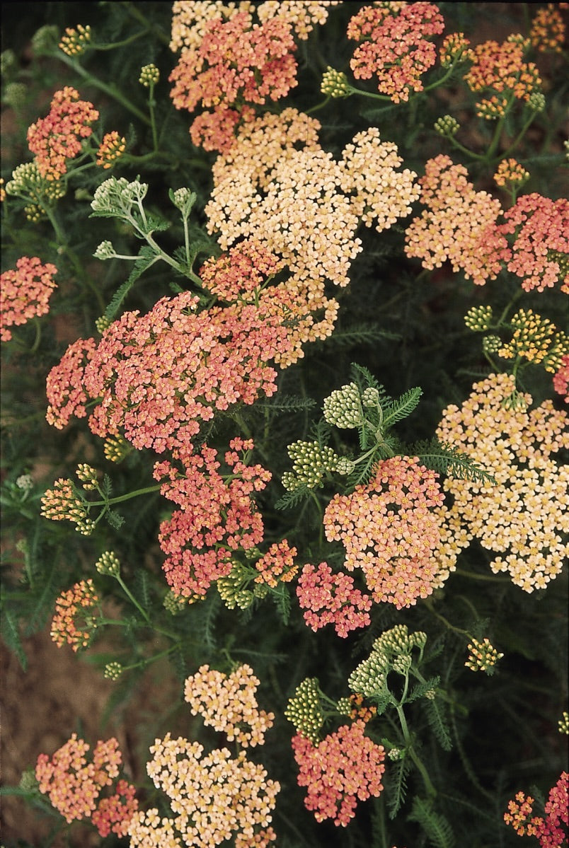 Appleblossom Yarrow - Achillea millefolium 'Appleblossom' (Light Pink)
