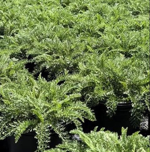 Yarrow - Achillea millefolium (CA Native)