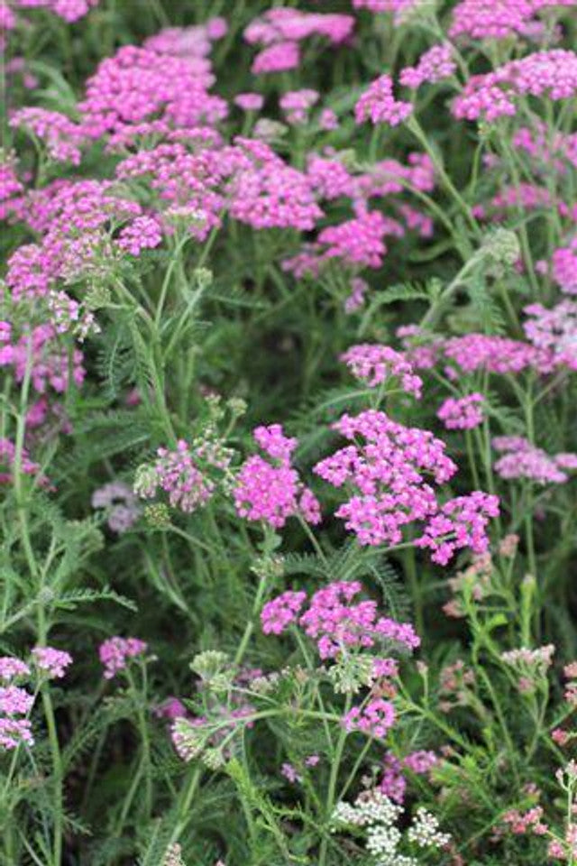 Island Pink Yarrow - Achillea millefolium 'Island Pink'