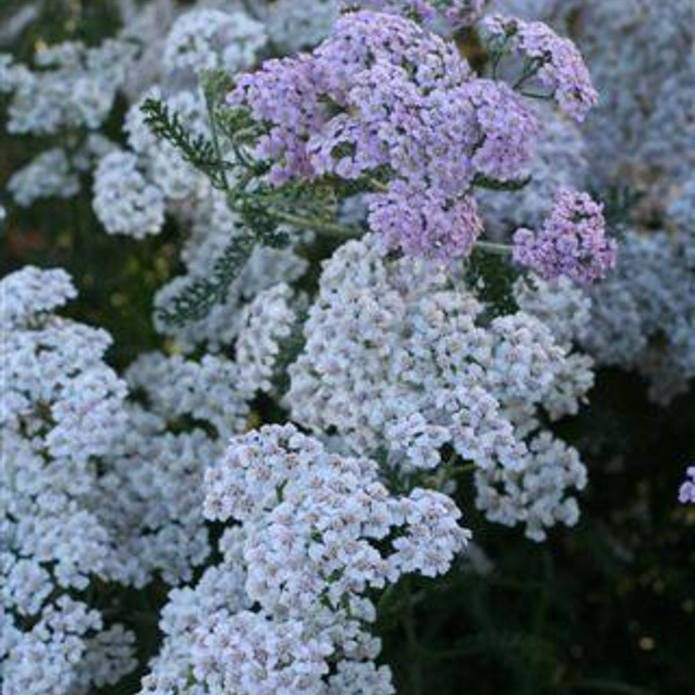 Lavender Beauty Yarrow - Achillea millefolium 'Lavender Beauty'