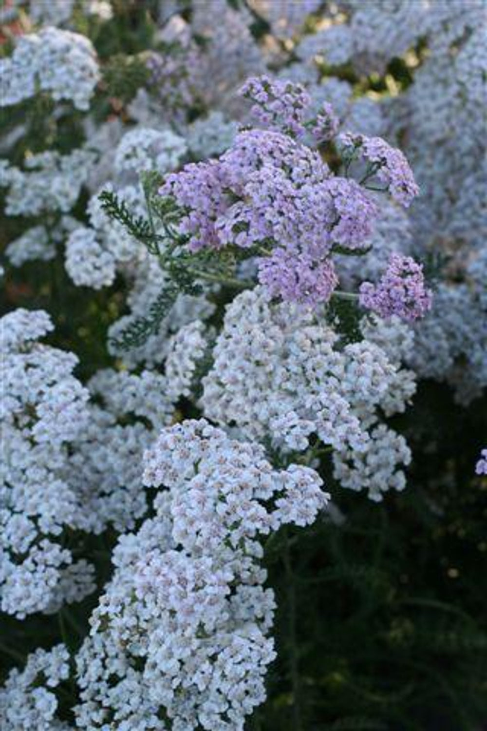 Lavender Beauty Yarrow - Achillea millefolium 'Lavender Beauty'