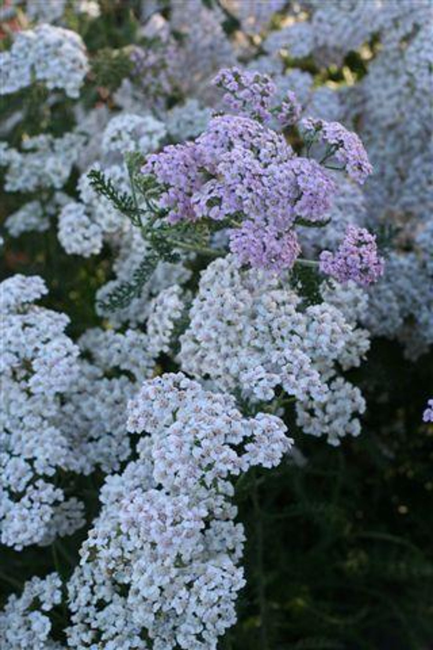 Lavender Beauty Yarrow - Achillea millefolium 'Lavender Beauty'