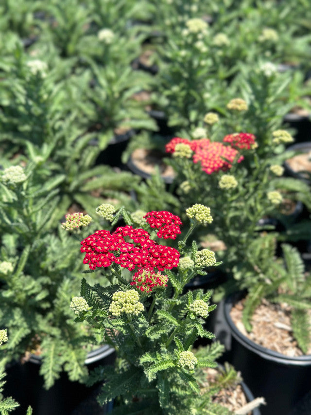 Red Velvet Yarrow - Achillea millefolium 'Red Velvet'