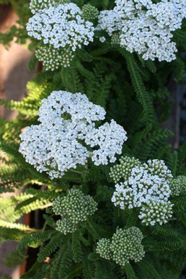 Lake County Yarrow - Achillea millefolium 'Lake County' (White)