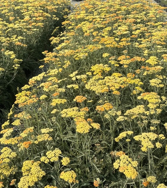 Terracotta Yarrow - Achillea millefolium 'Terracotta'