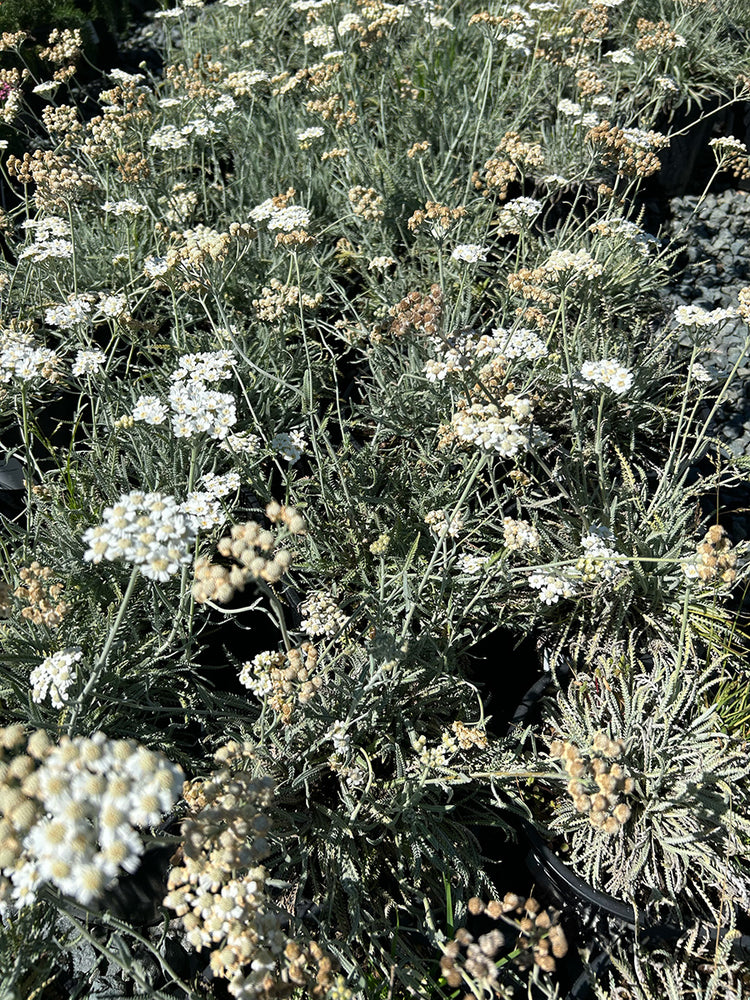 Achillea kellereri (White/Cream)