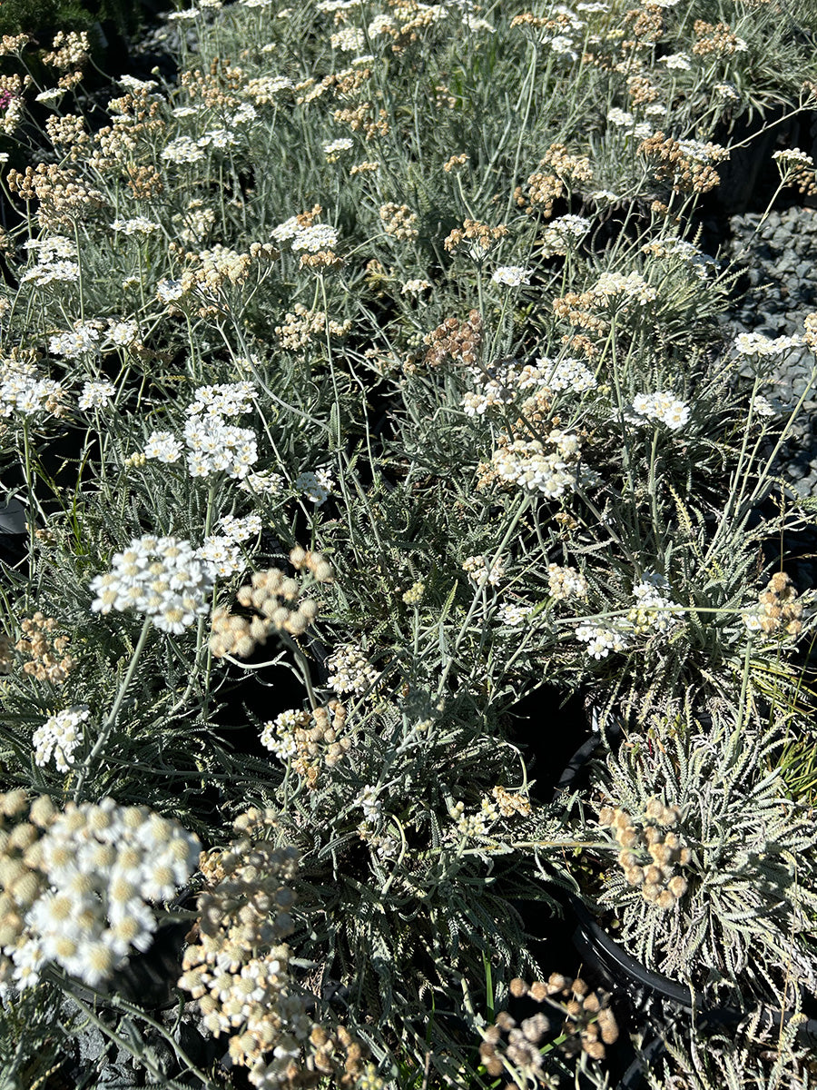 Achillea kellereri (White/Cream)