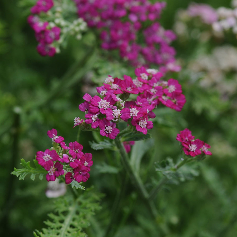 Rosa Maria Yarrow - Achillea millefolium 'Rosa Maria' (Dark Pink)
