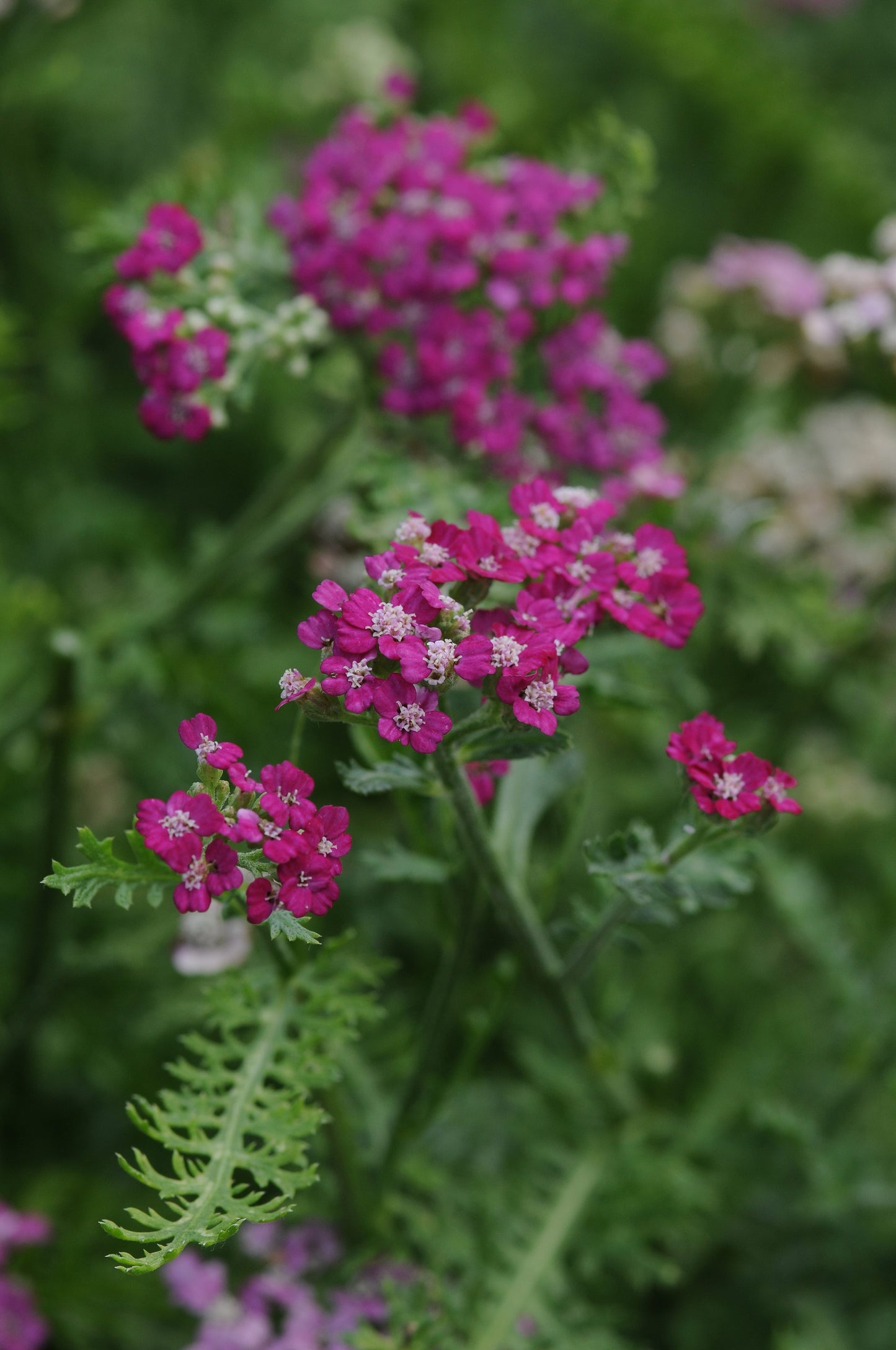 Rosa Maria Yarrow - Achillea millefolium 'Rosa Maria' (Dark Pink)
