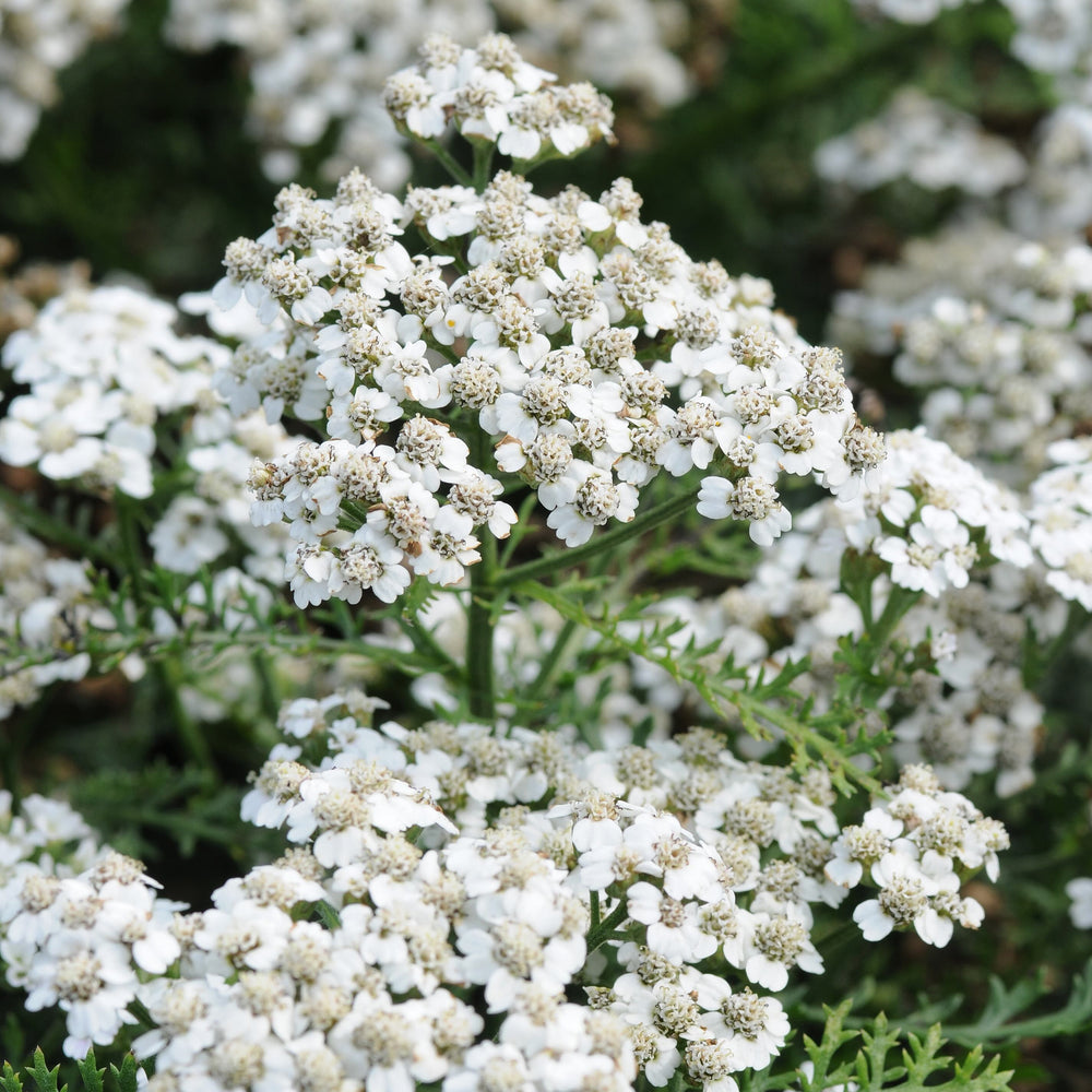 New Vintage White Yarrow - Achillea millefolium New Vintage White