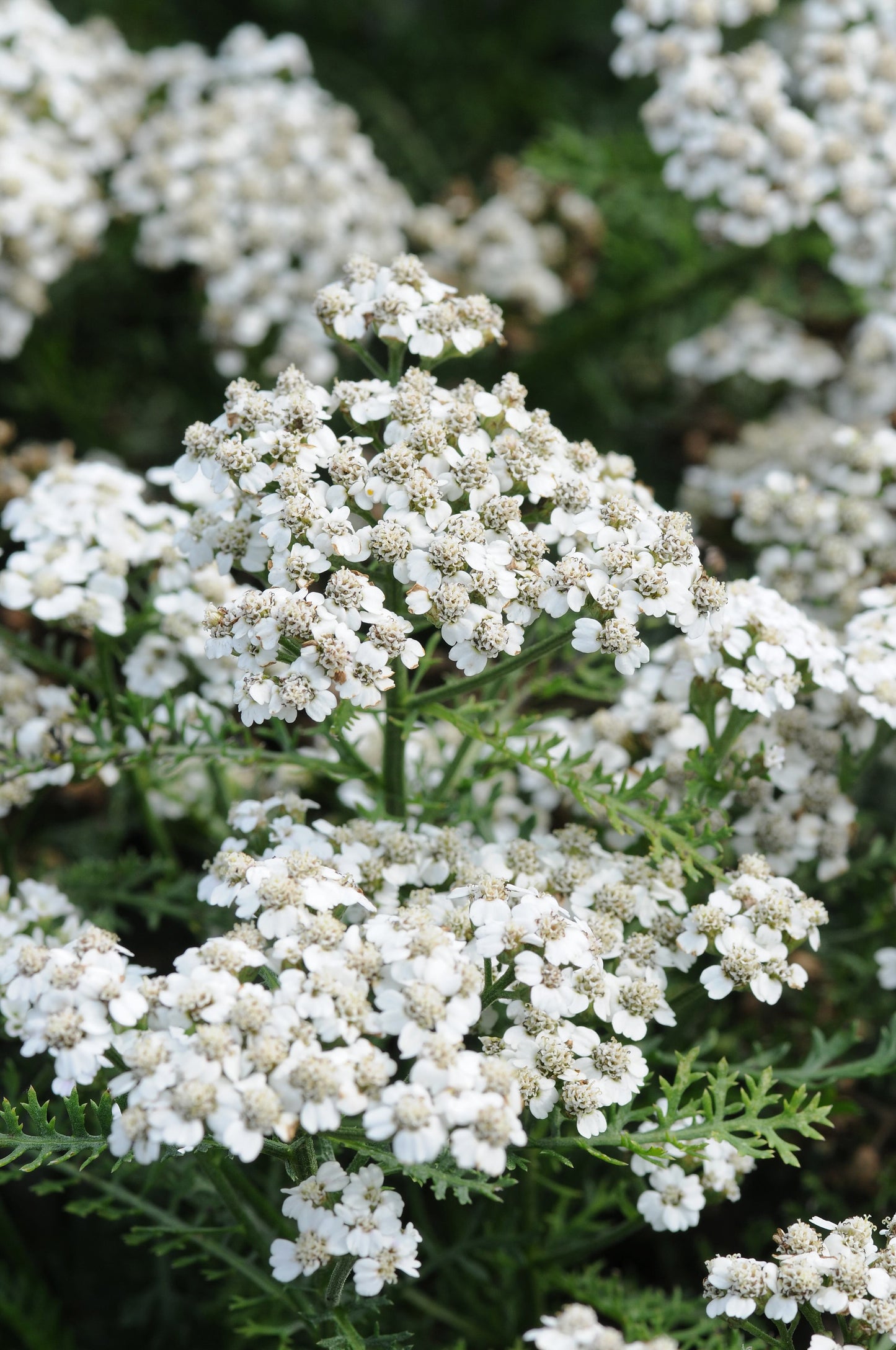 New Vintage White Yarrow - Achillea millefolium New Vintage White