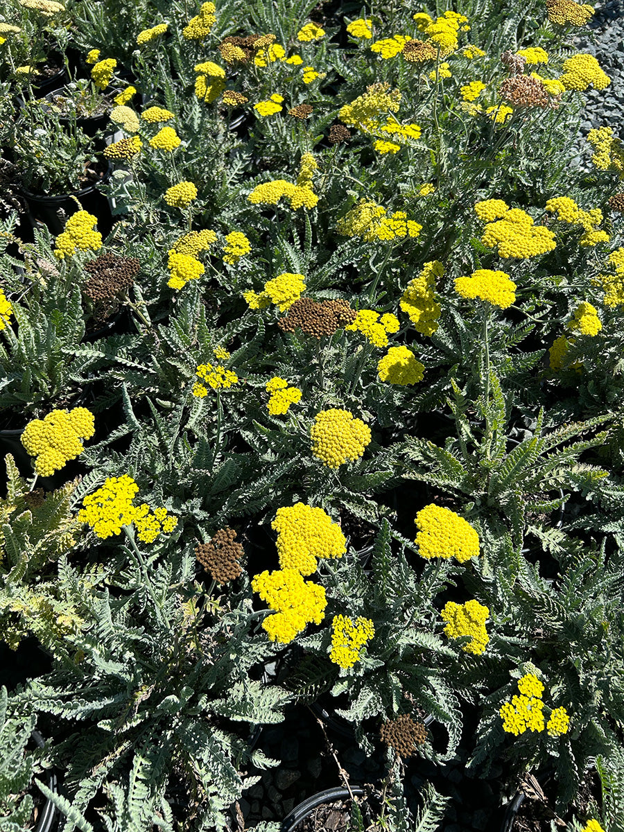 Achillea 'Moonshine' (Yellow)