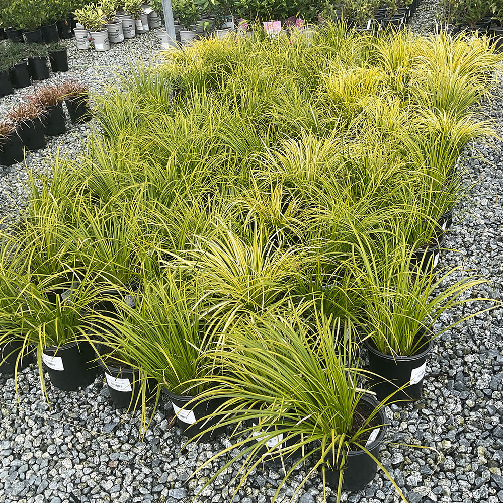 Golden Variegated Sweet Flag- Acorus Gramineus Ogon