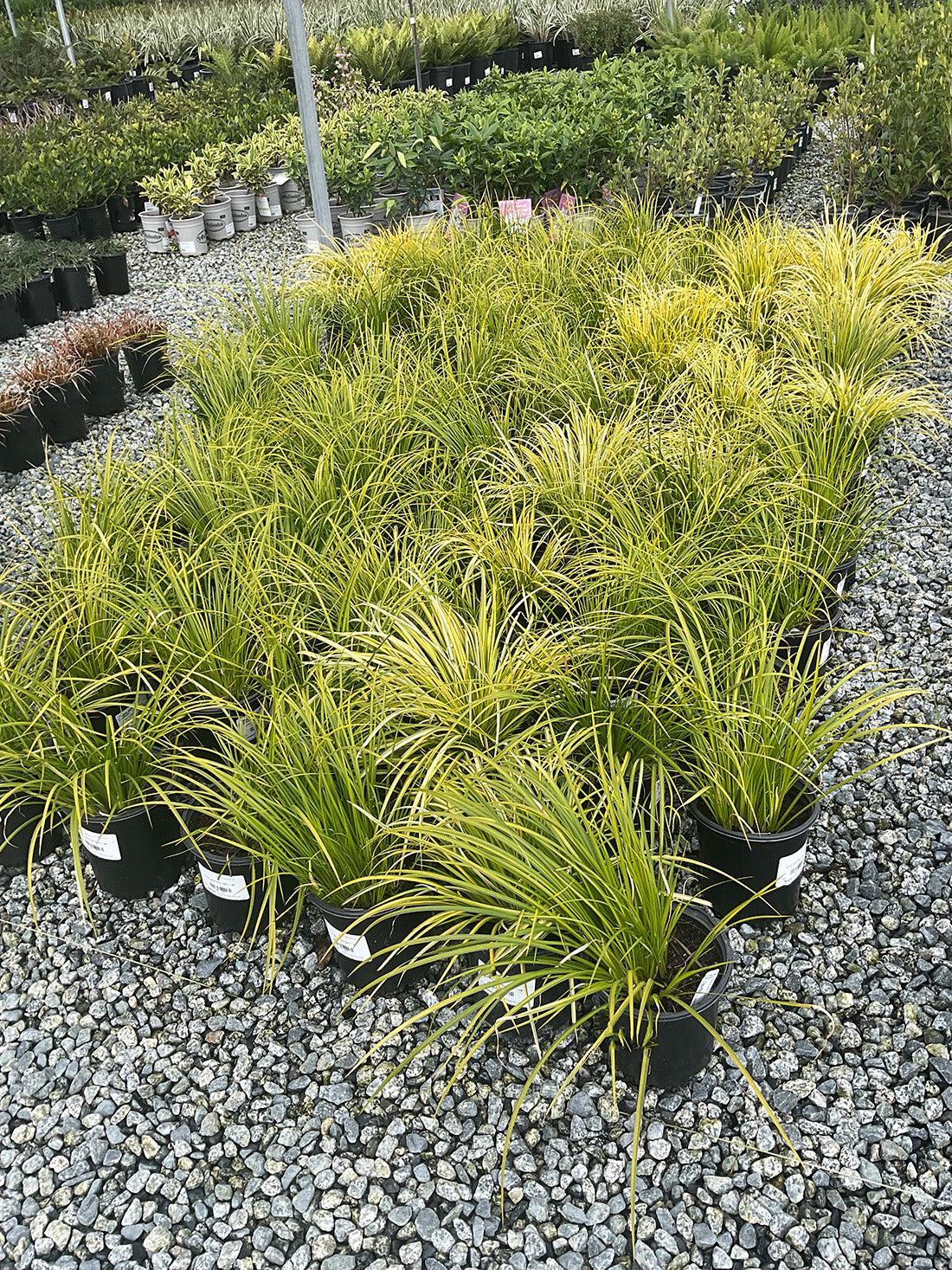 Golden Variegated Sweet Flag- Acorus Gramineus Ogon