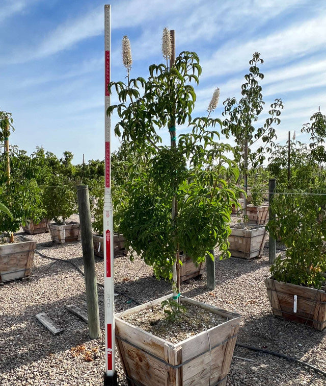 California Buckeye (Aesculus californica)