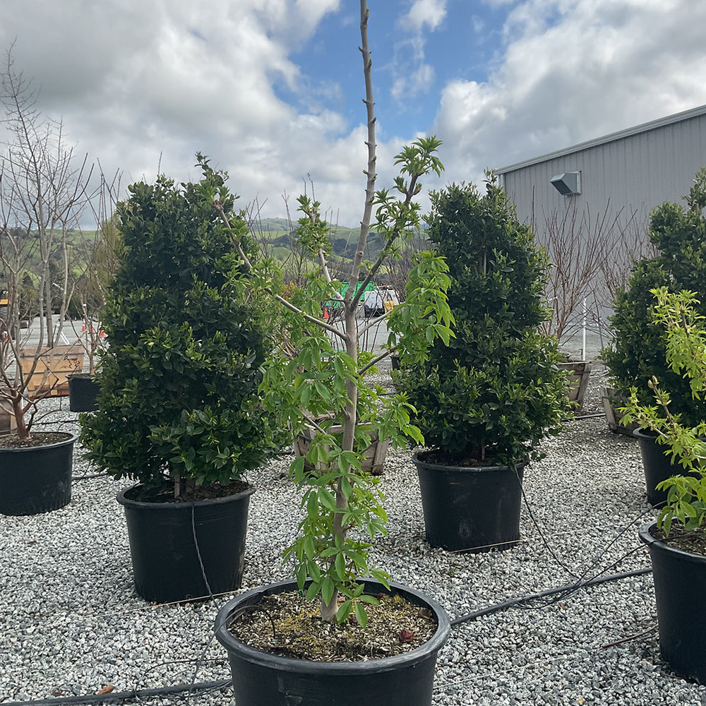 buckeye bonsai tree California Buckeye (Aesculus californica) – Yardwork