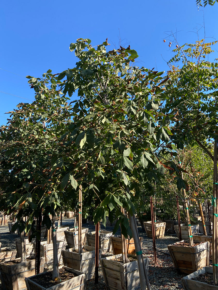 Red Horse-Chestnut - Aesculus carnea 'Briotii'